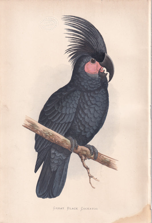 Great Black Cockatoo