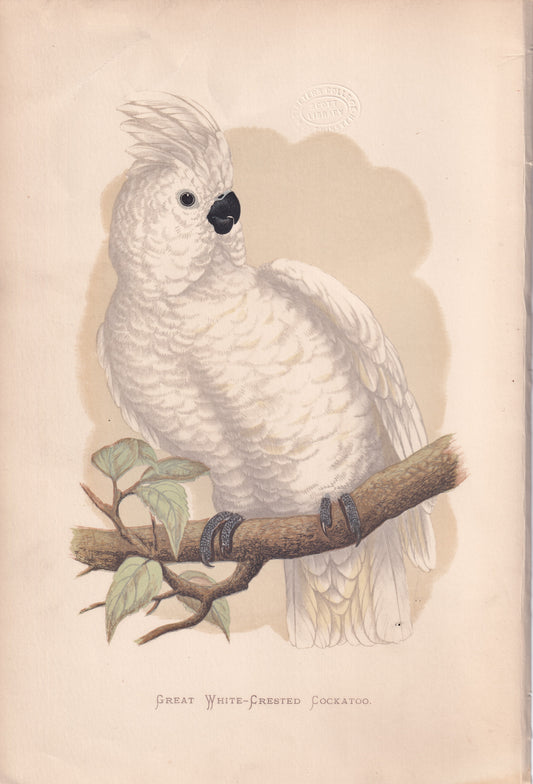 Great White Crested Cockatoo