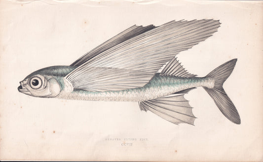 Greater Flying Fish