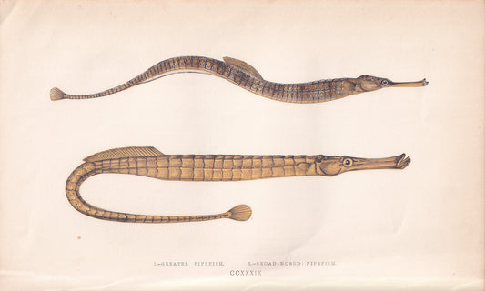 Greater Pipefish