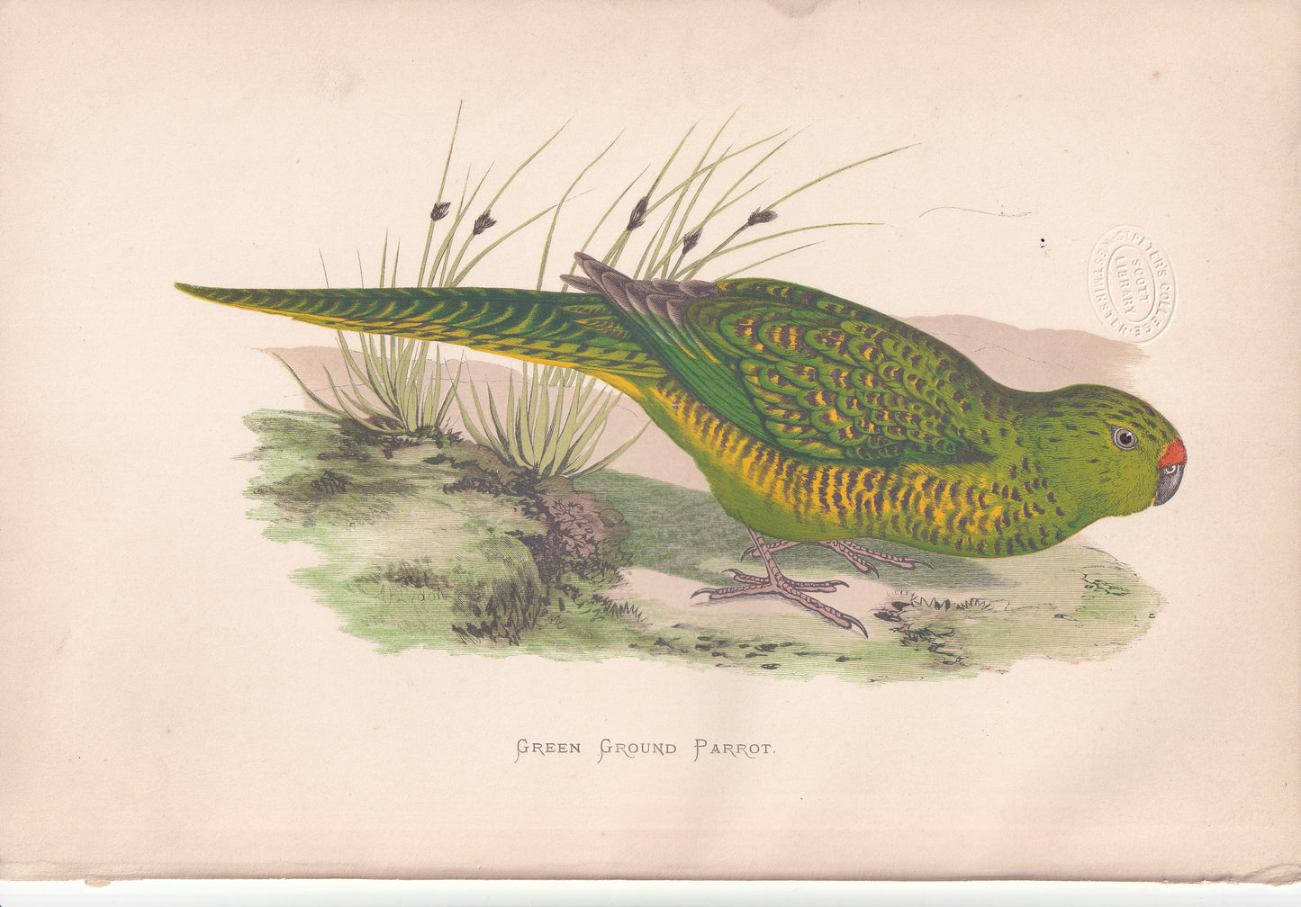 Green Ground Parrot