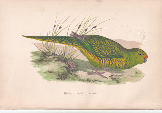 Green Ground Parrot