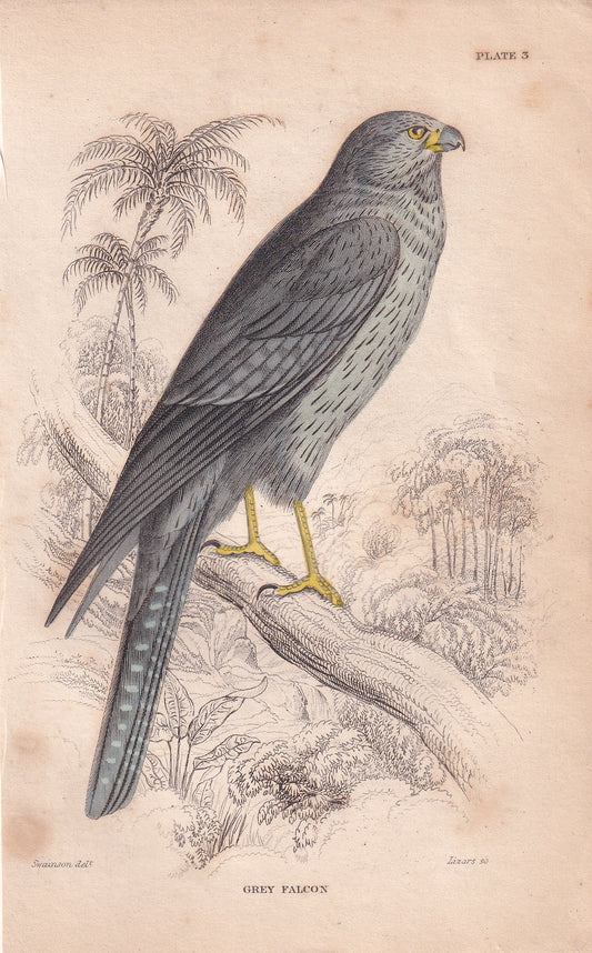 Grey Falcon