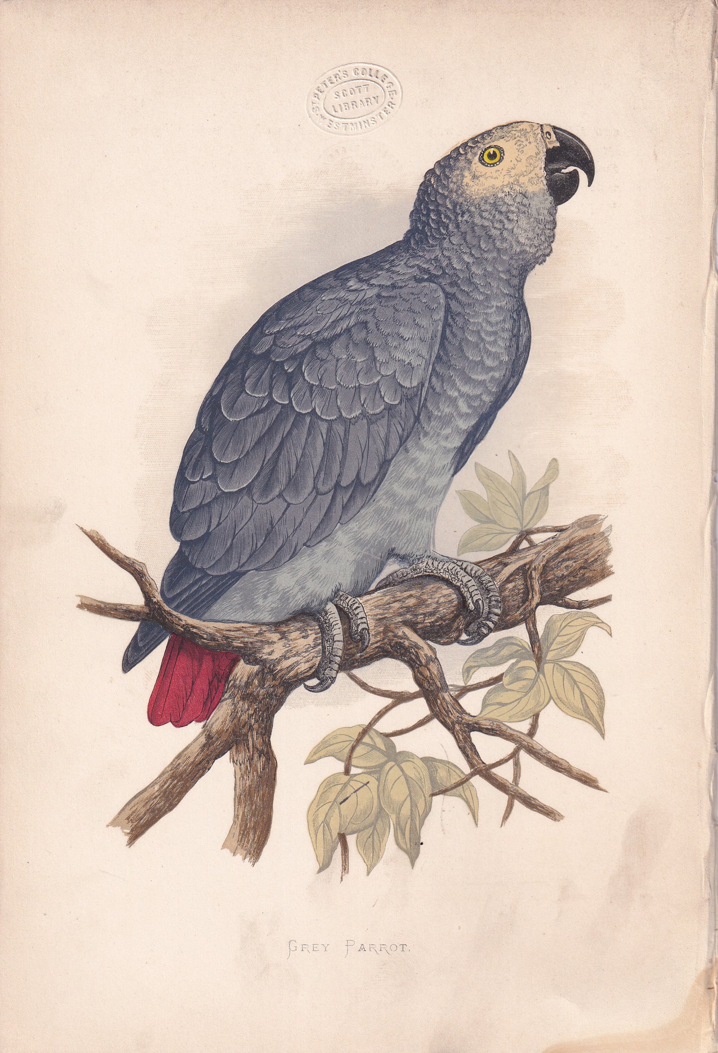 Grey Parrot