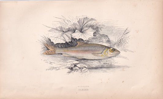 Gudgeon