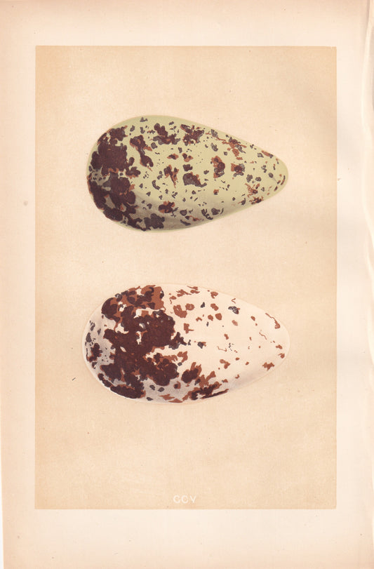 Guillemot