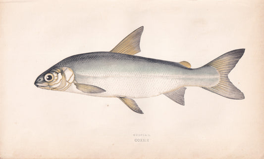 Guiniad