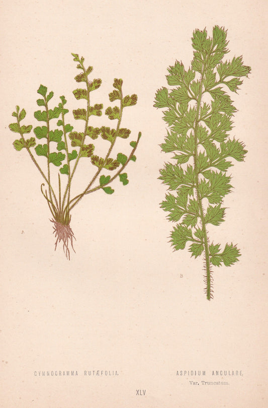 Gymnogramma Rutaefolia.