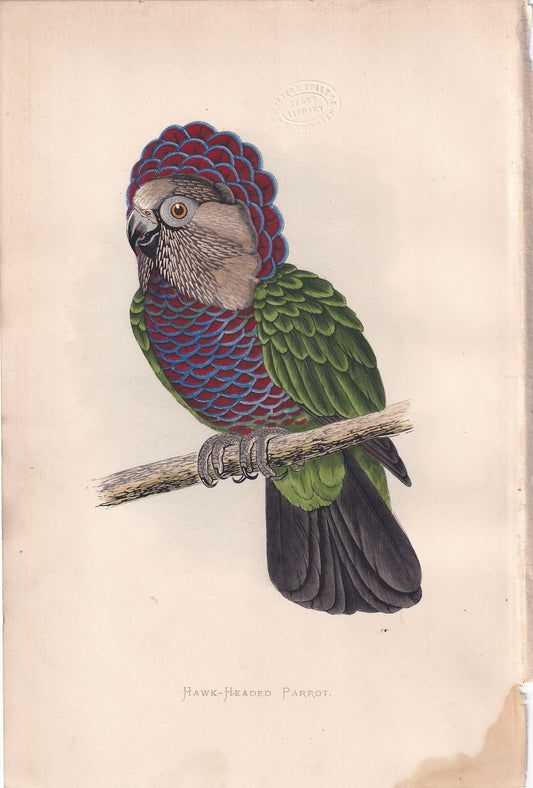 Hawk-Headed Parrot