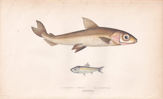 Hebridal Smelt & Argentine