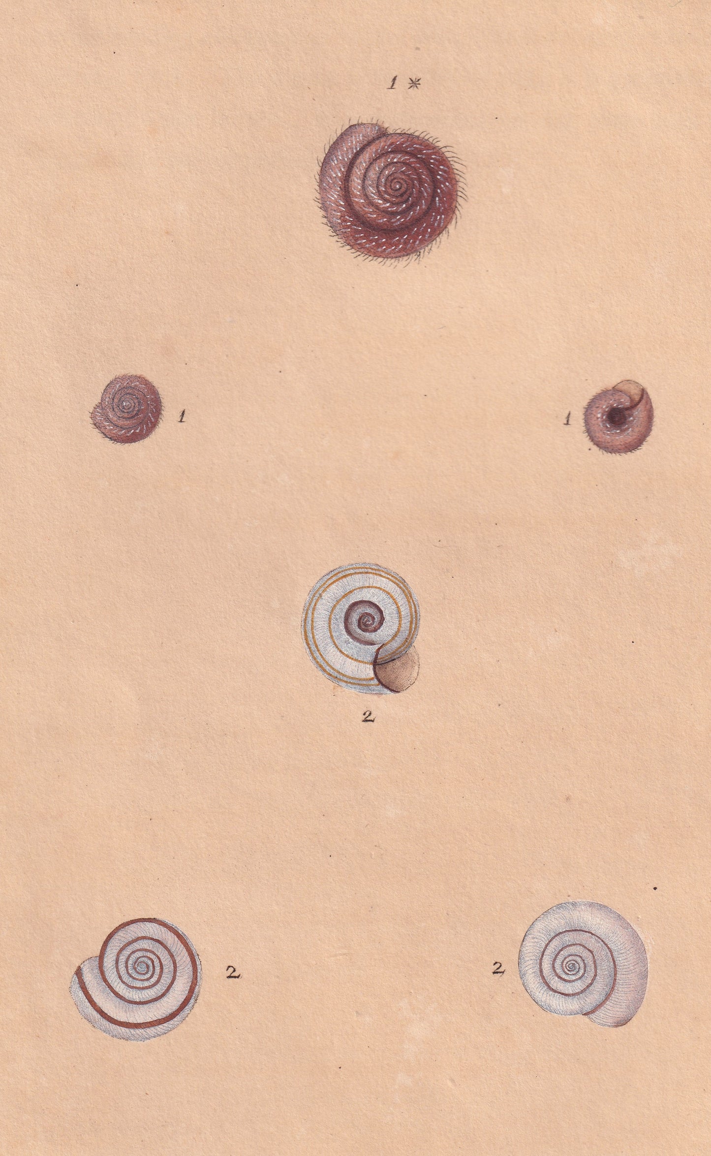Helix Hispada