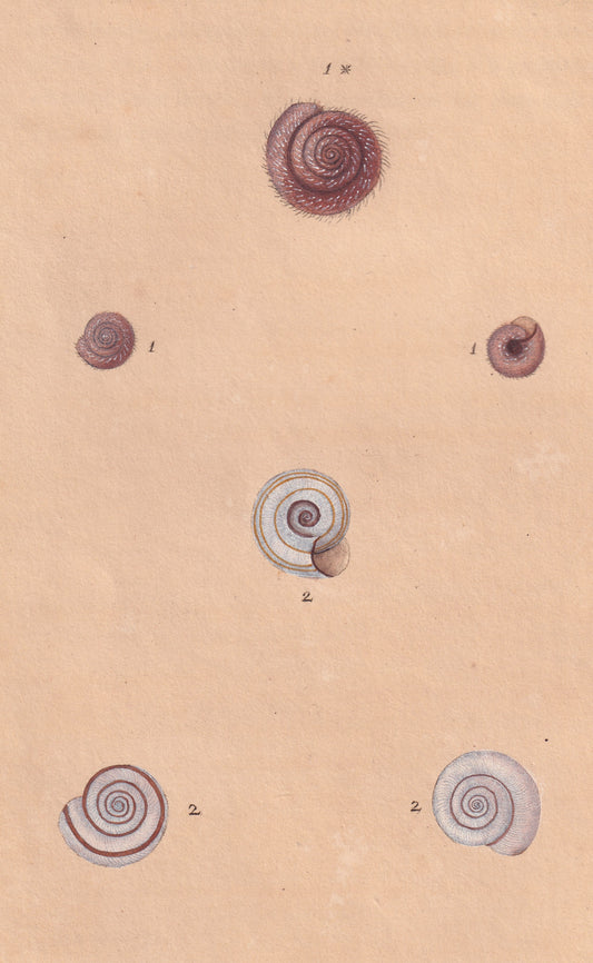 Helix Hispada