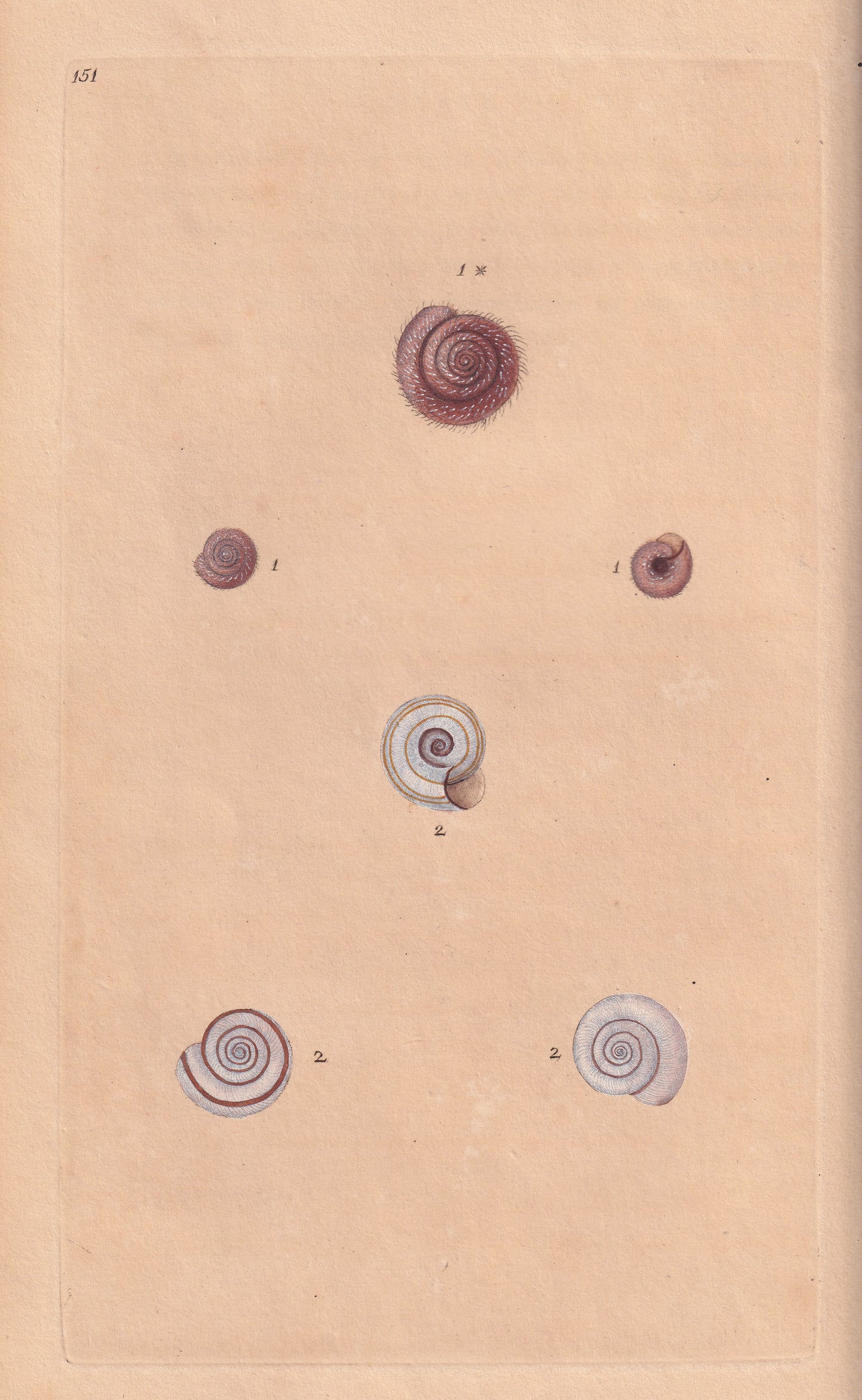 Helix Hispada
