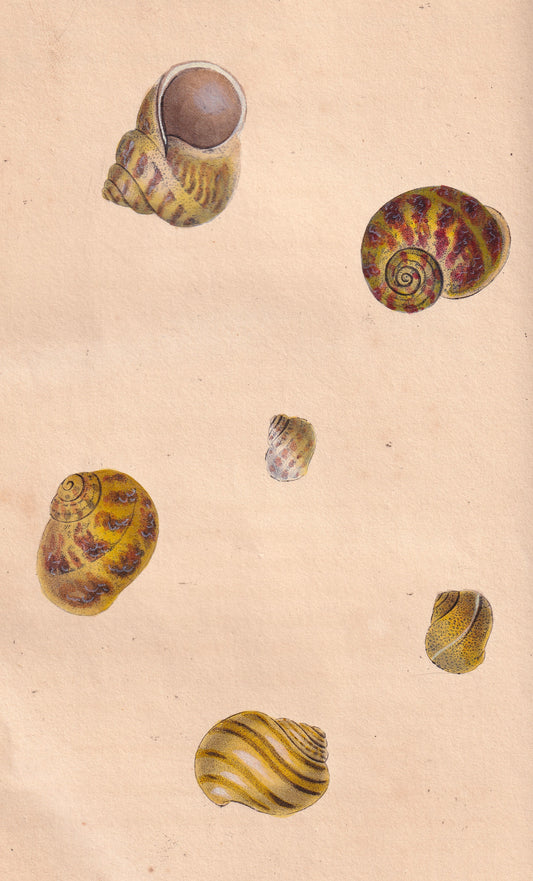 Helix Hortensis