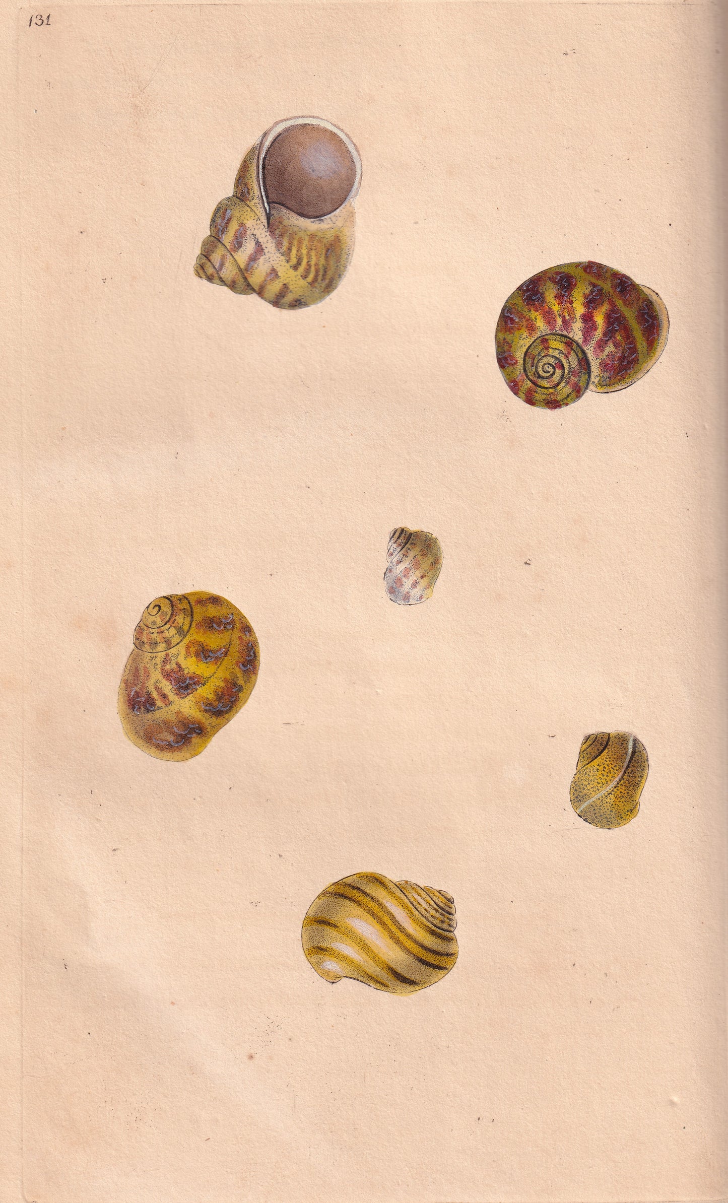 Helix Hortensis