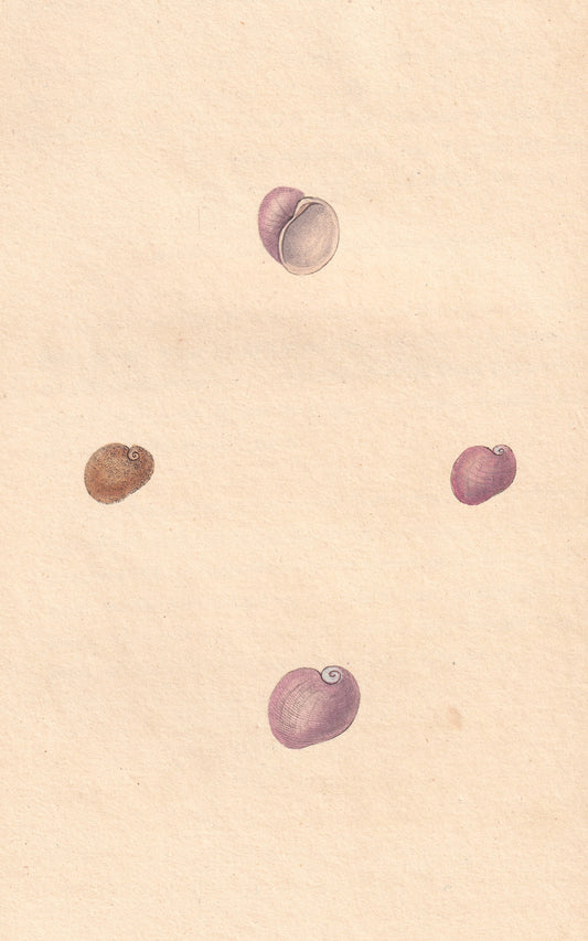 Helix Laevigata