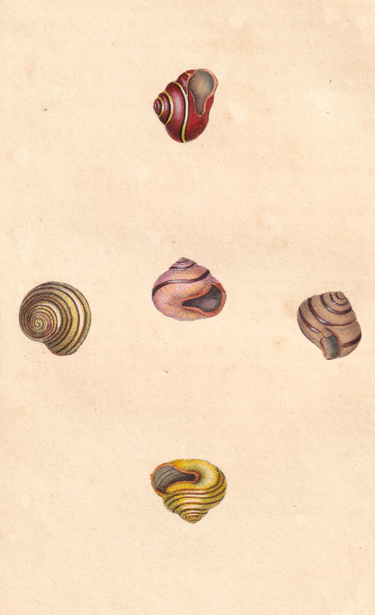 Helix Nemoralis