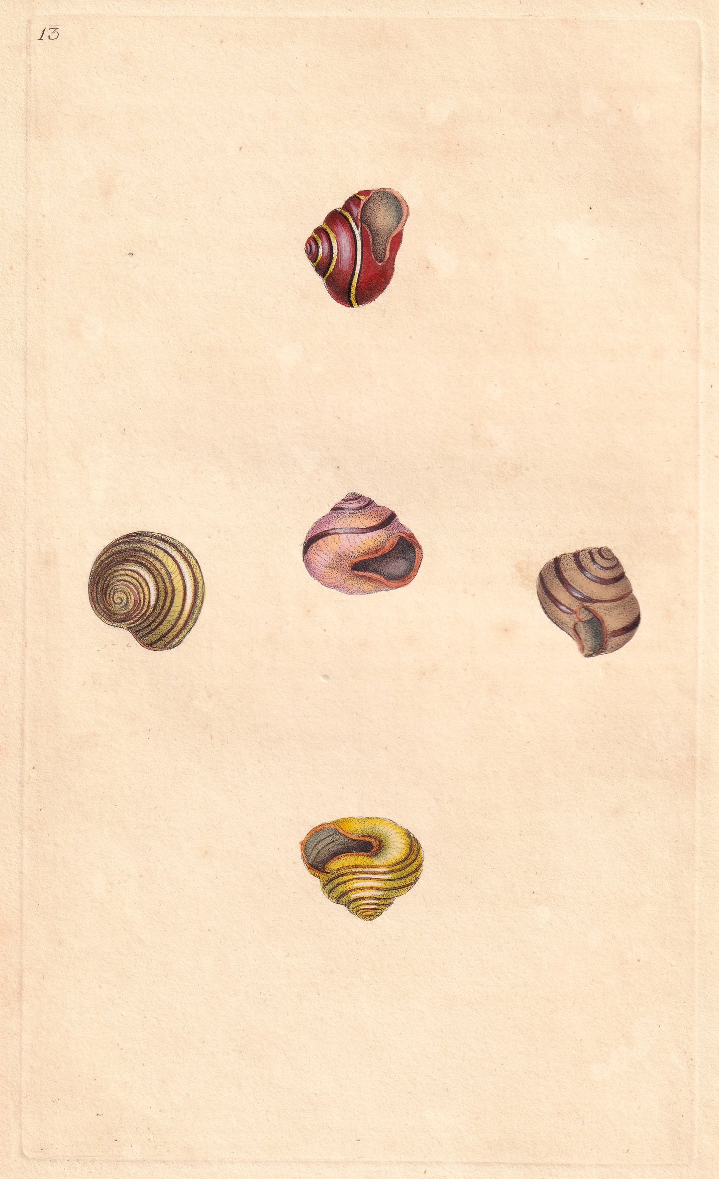 Helix Nemoralis