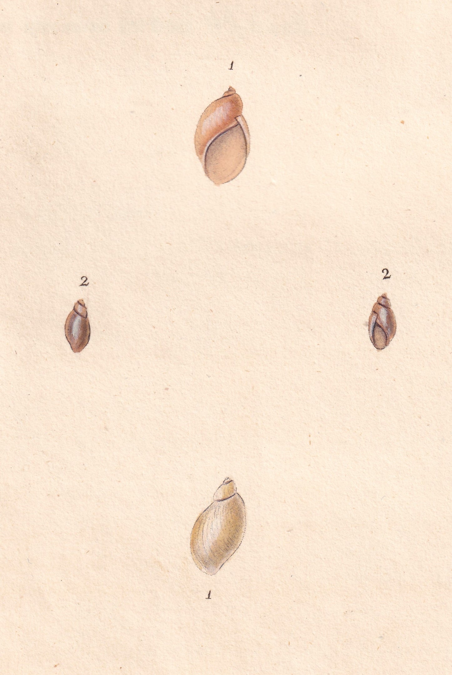 Helix Putris