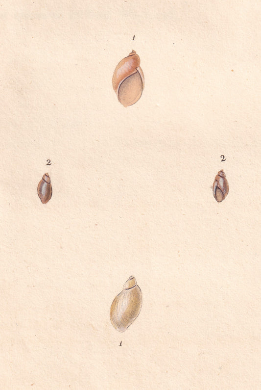 Helix Putris