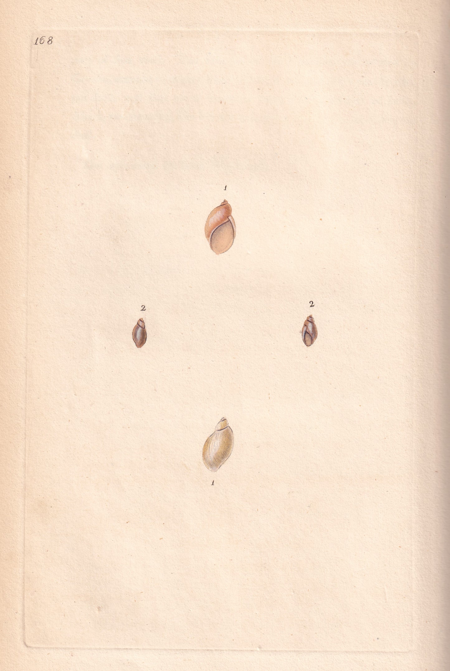 Helix Putris