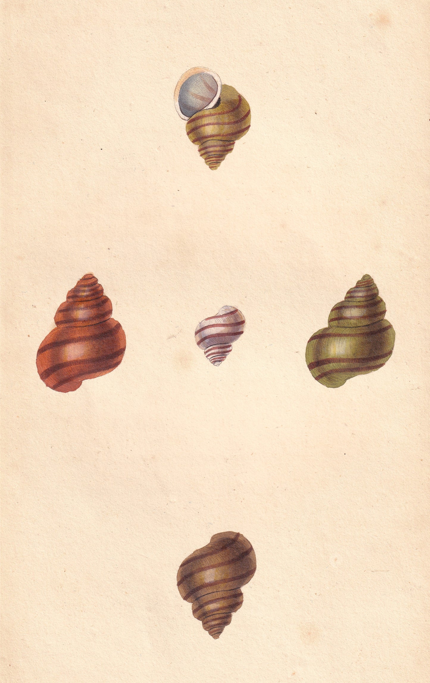 Helix Vivipara