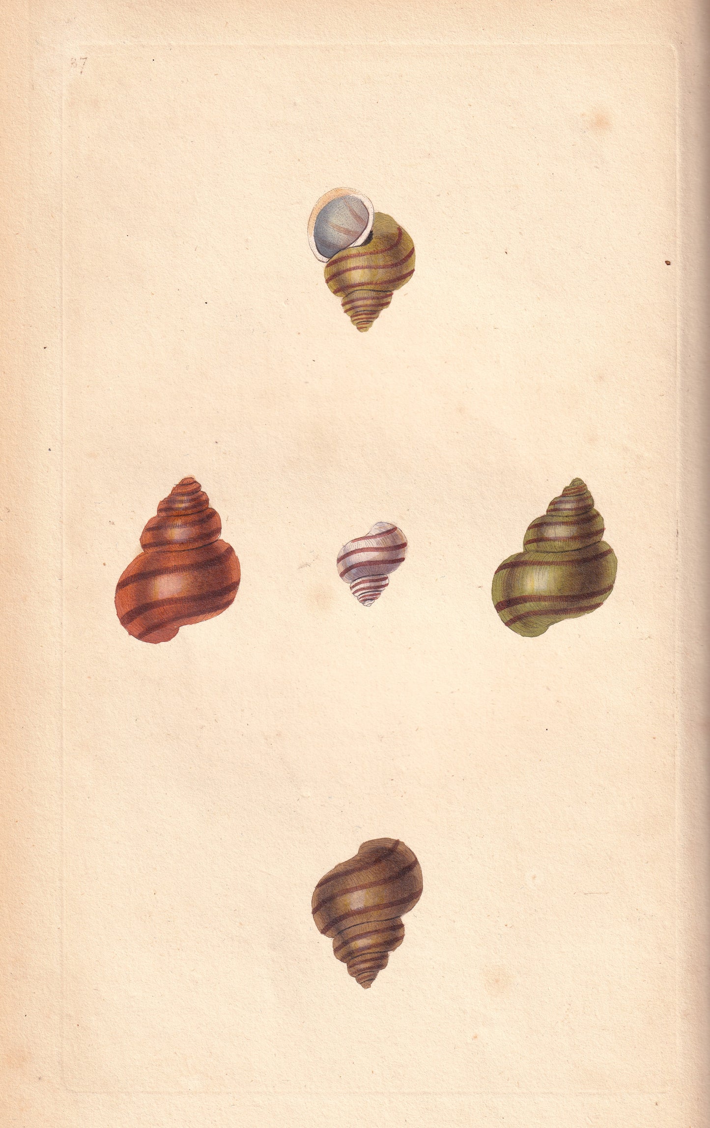 Helix Vivipara