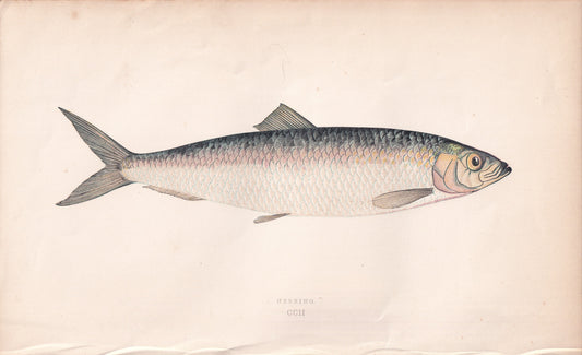 Herring