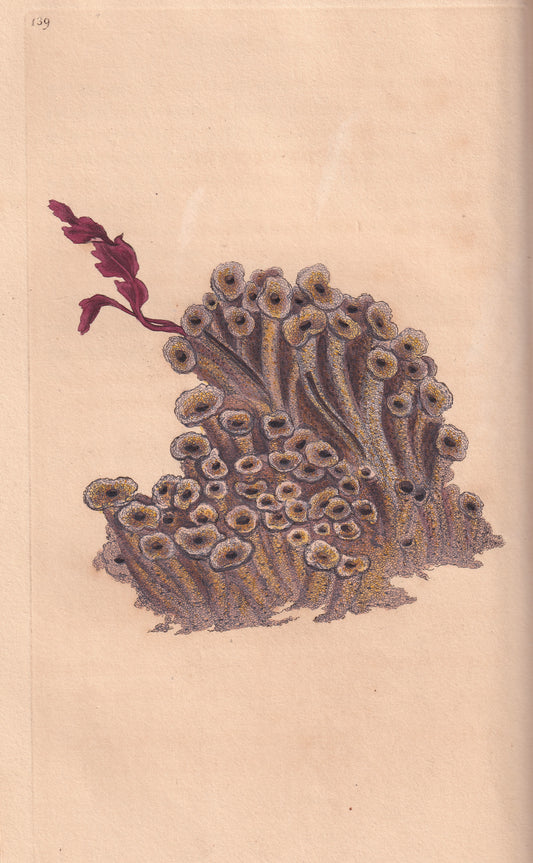 Honey Comb Sabella