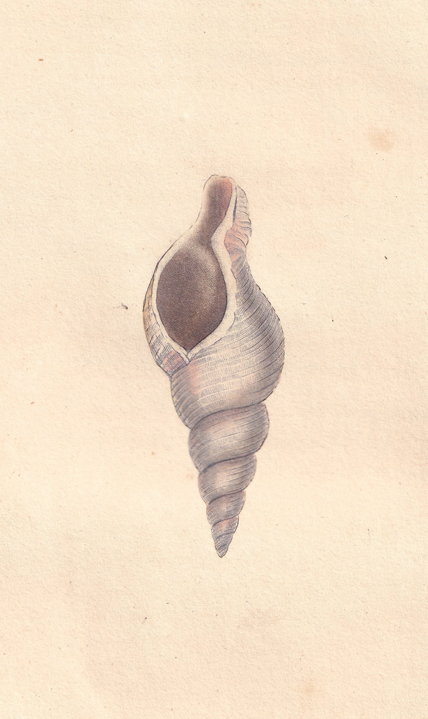 Horny, Or Slender Whelk