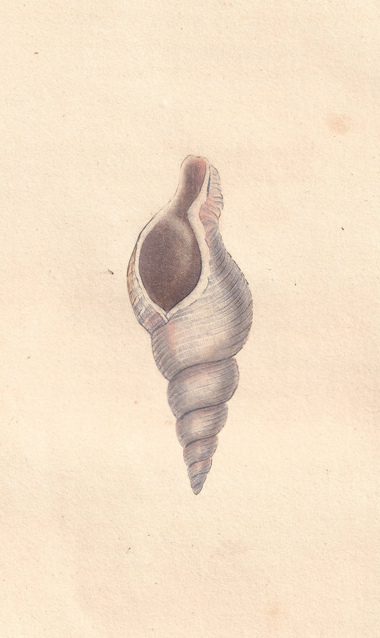 Horny, Or Slender Whelk