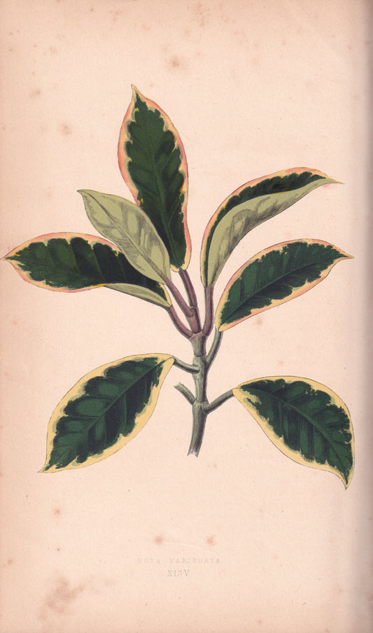 Antique Print, Botanical Print, Botanical Art, Vintage Print, Wall Art, Home Décor, Collectible, Original Print, Engraving, Lithograph, Hand-colored, Victorian, Hand-coloured, 19th Century 