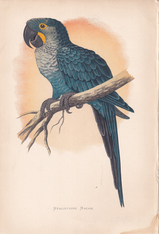 Hyacinthine Macaw