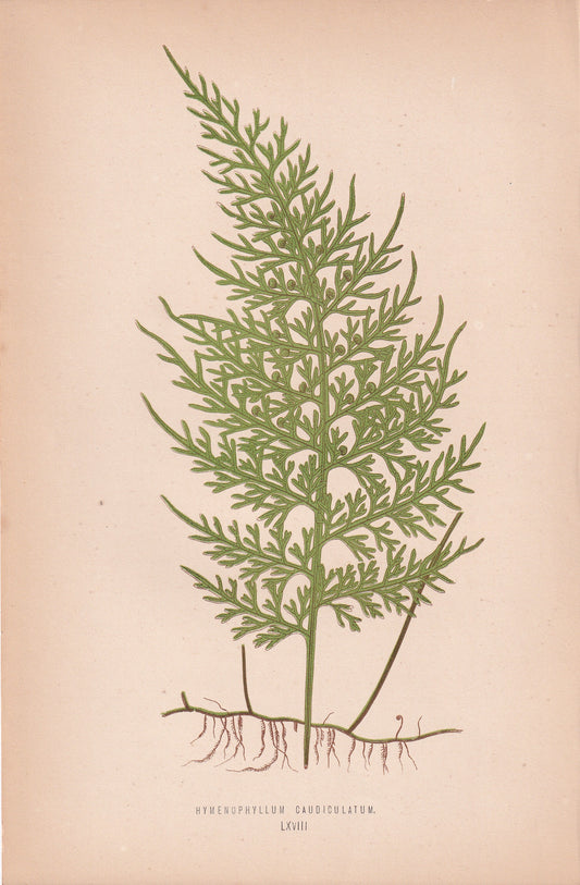 Hymenophyllum Caudiculatum