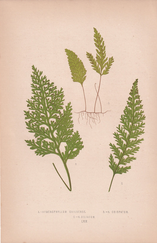 Hymenophyllum Chiloense