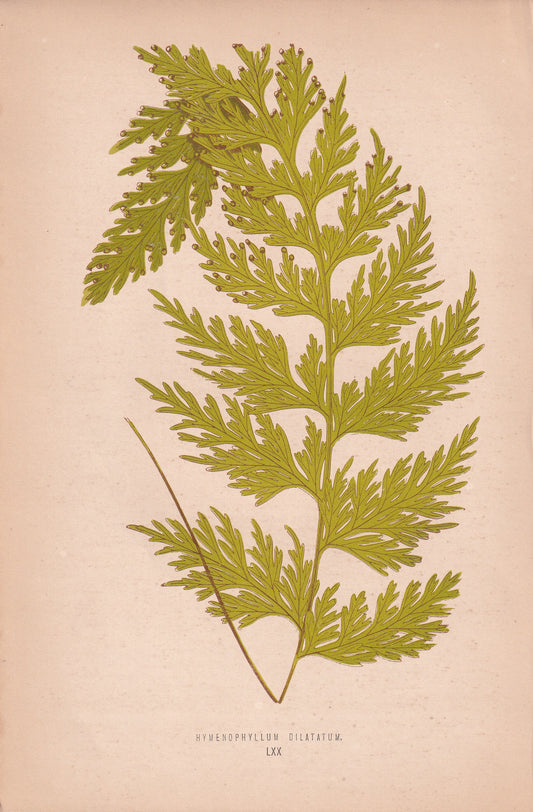 Hymenophyllum Dilatatum