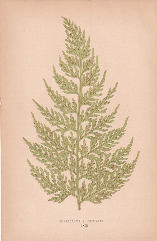 Hymenophyllum Fuciforme