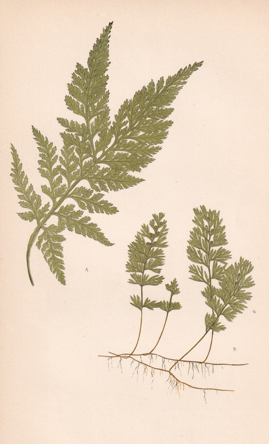 antique botanical prints
vintage botanical prints
botanical prints antique
antique flower prints
vintage flower prints
antique botanical art
vintage botanical art
antique plant prints
vintage plant prints