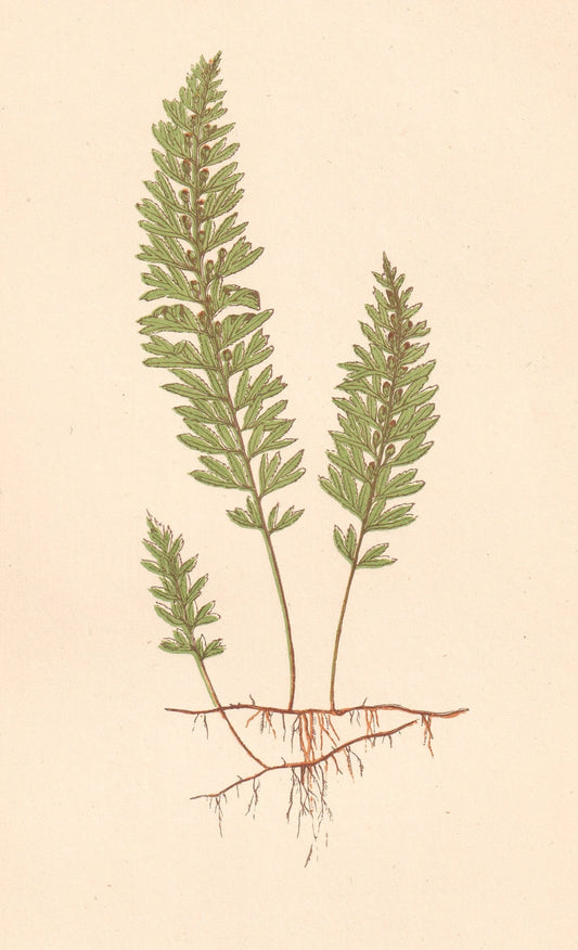 antique botanical prints
vintage botanical prints
botanical prints antique
antique flower prints
vintage flower prints
antique botanical art
vintage botanical art
antique plant prints
vintage plant prints