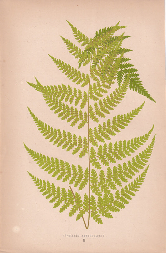 Hypolepis Amaurorachis