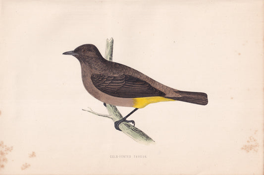 Cold-Vented Thrush