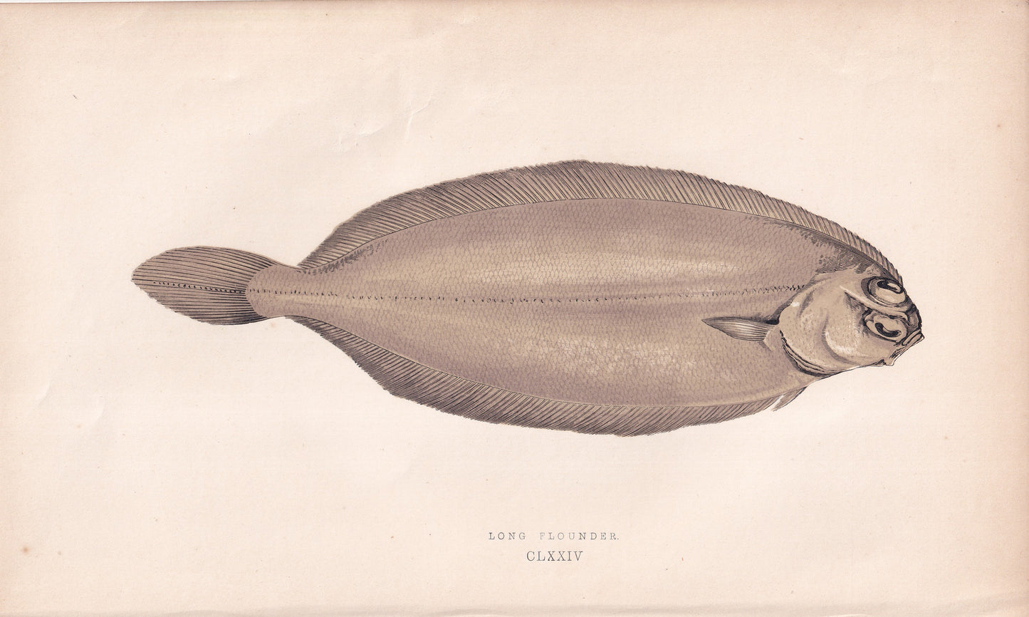 Long Flounder - original hand-coloured fish print by Jonathan Couch, 1862