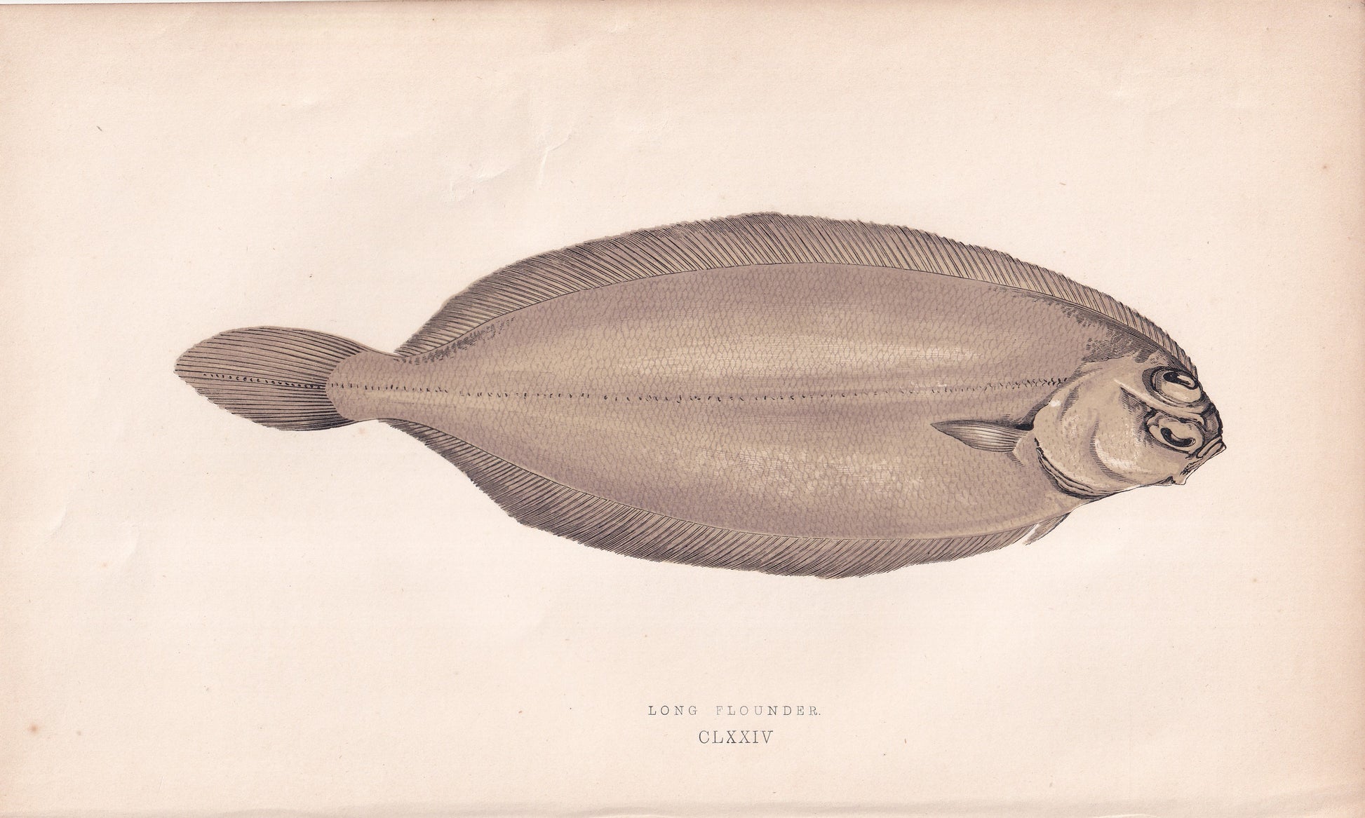 Long Flounder - original hand-coloured fish print by Jonathan Couch, 1862