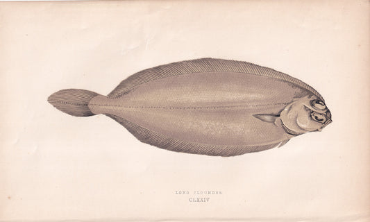 Long Flounder - original hand-coloured fish print by Jonathan Couch, 1862