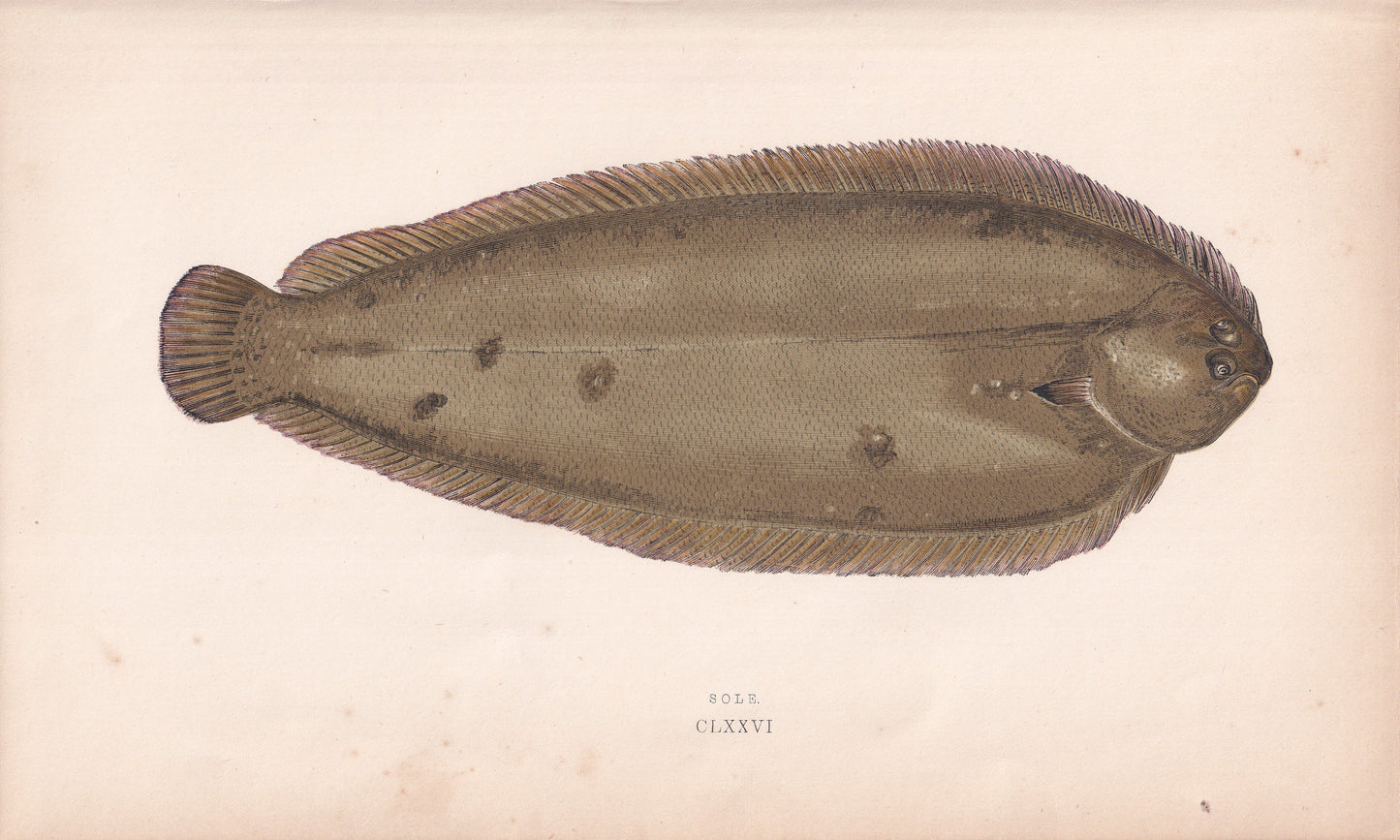 Sole - original hand-coloured fish print by Jonathan Couch, 1862
