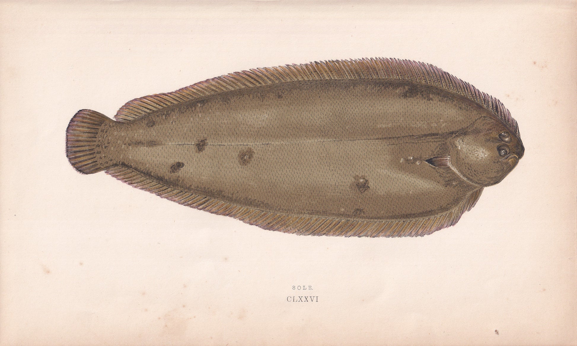 Sole - original hand-coloured fish print by Jonathan Couch, 1862