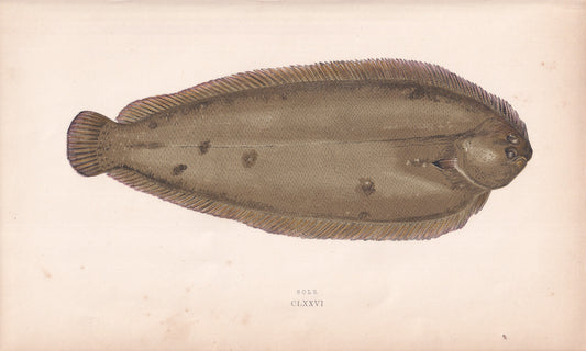 Sole - original hand-coloured fish print by Jonathan Couch, 1862