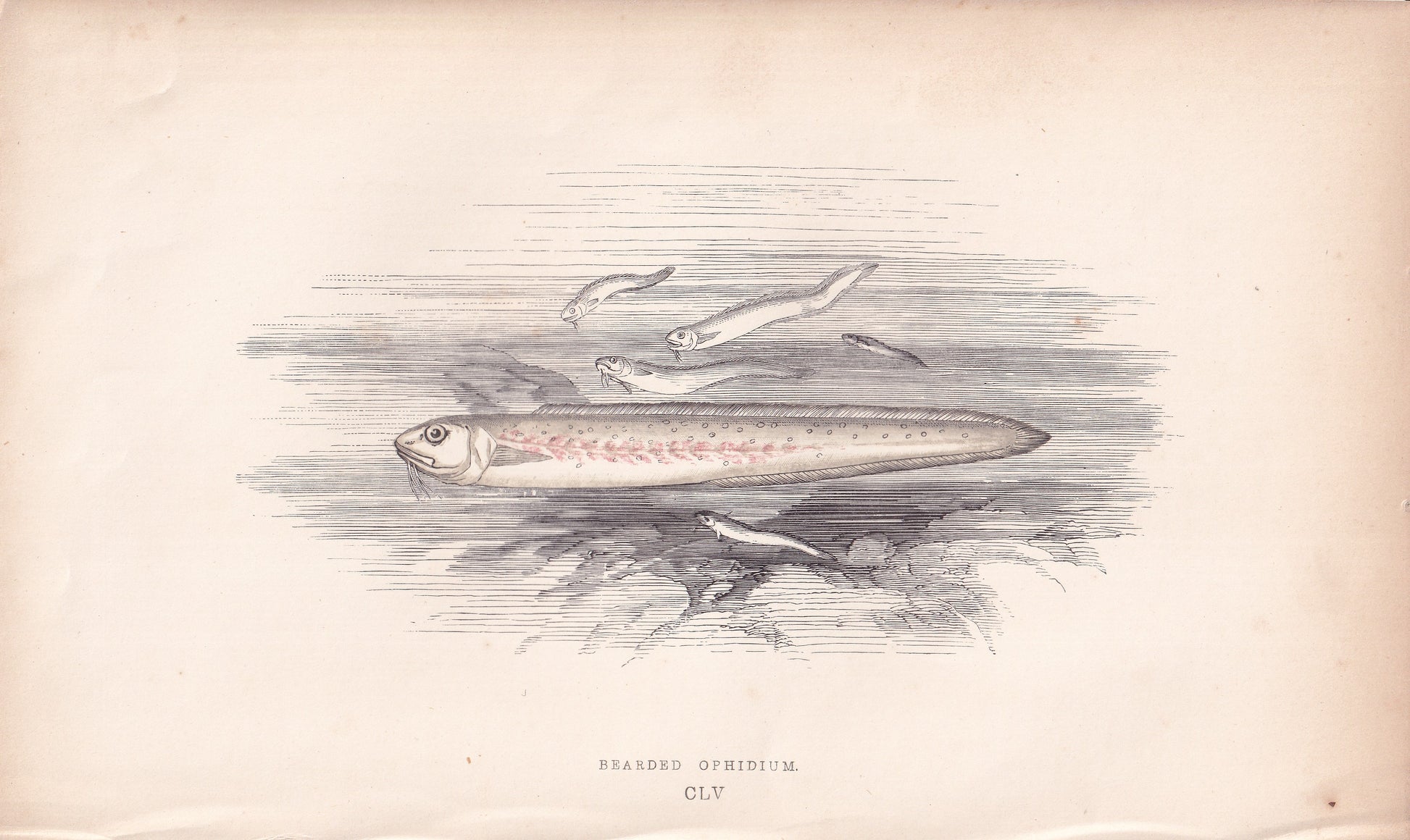 Bearded Ophidium - original hand-coloured fish print by Jonathan Couch, 1862