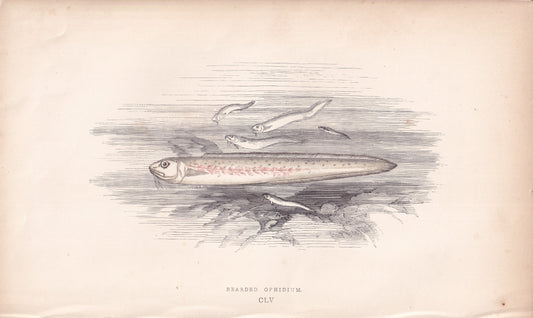 Bearded Ophidium - original hand-coloured fish print by Jonathan Couch, 1862