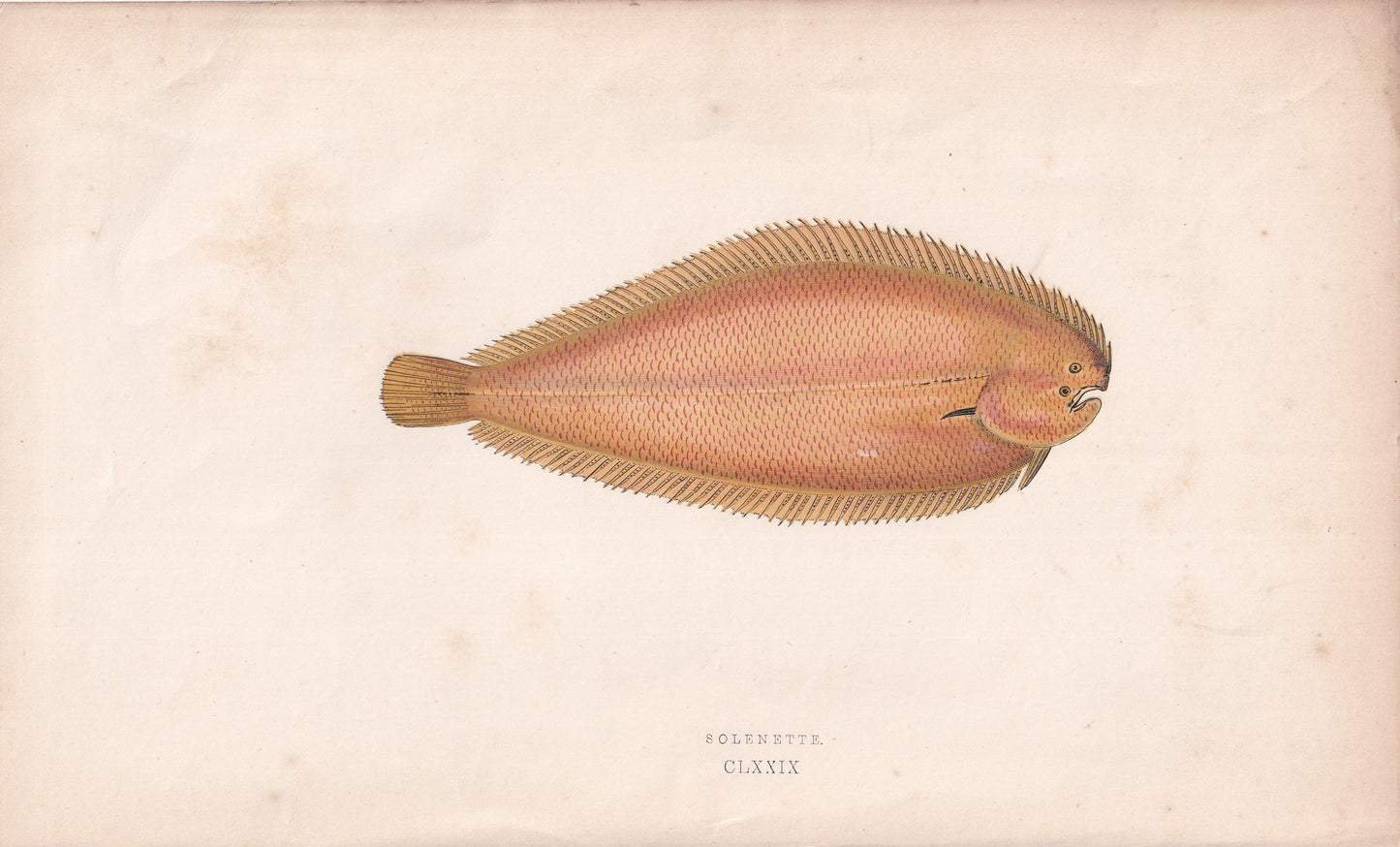 Solenette - original hand-coloured fish print by Jonathan Couch, 1862